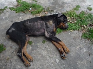 ROTTWAILER.jpg