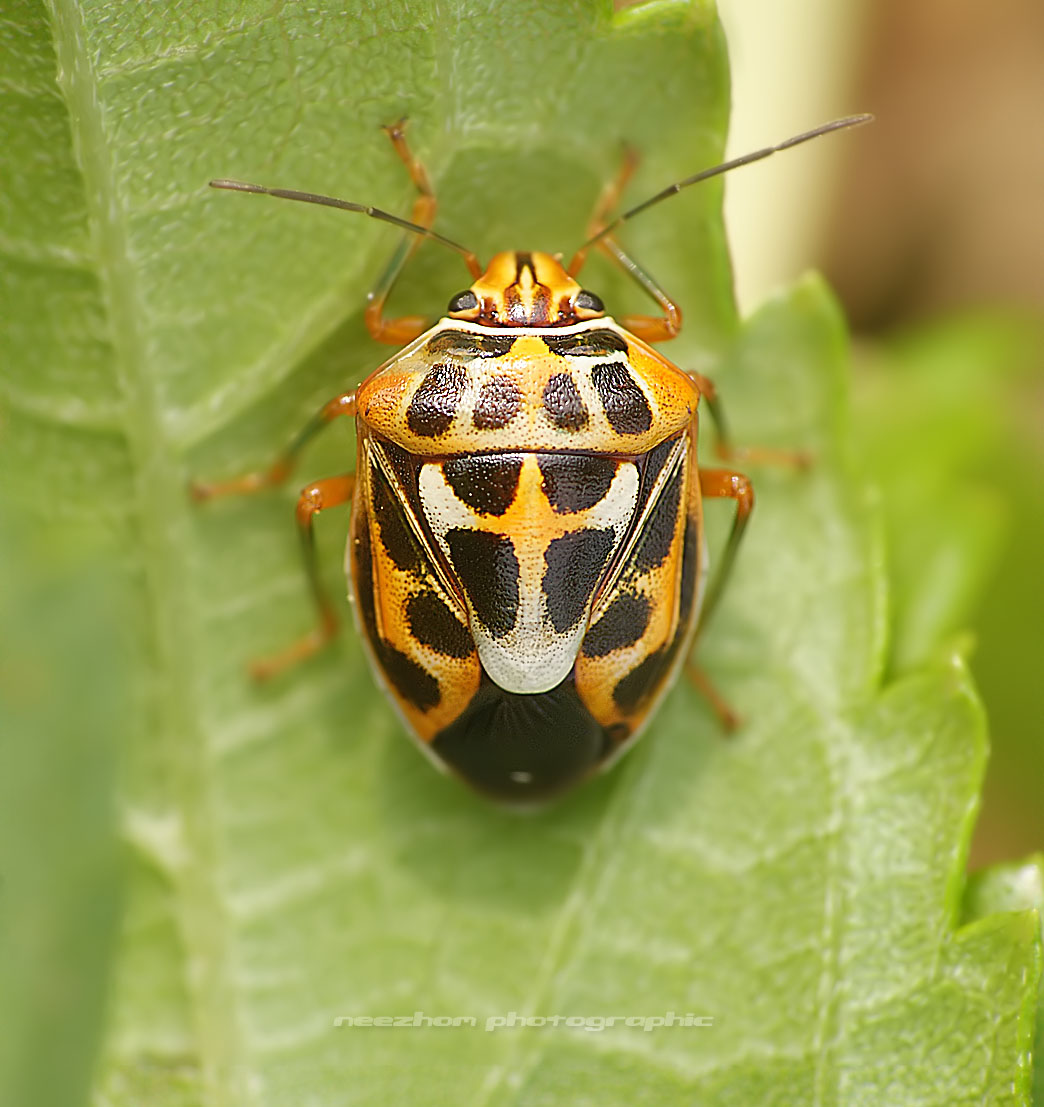 Atelier Entomologica - stilllifequickheart: Brigid Edwards Acrocinus... Beetle i