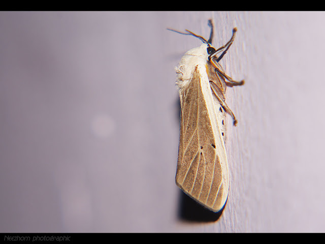 A white and green moth - Neezhom Photomalaya