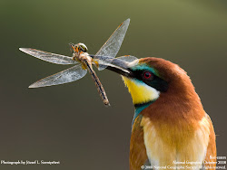 bird dragonfly birds animals eats caught insects animal eaters bee prey stunning awesome insect dragonflies wallpapers eater xemanhdep ngm nationalgeographic