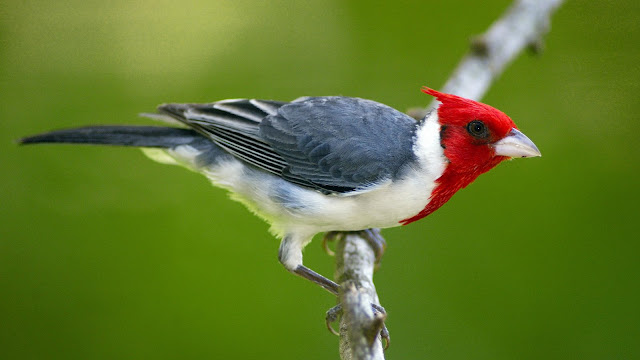 http://4.bp.blogspot.com/_3FTO6EjRbe4/SpnL3_6FTPI/AAAAAAAAUAM/hJydT_r216M/s640/Red-Crested+Cardinal,+Pantanal,+Brazil.jpg