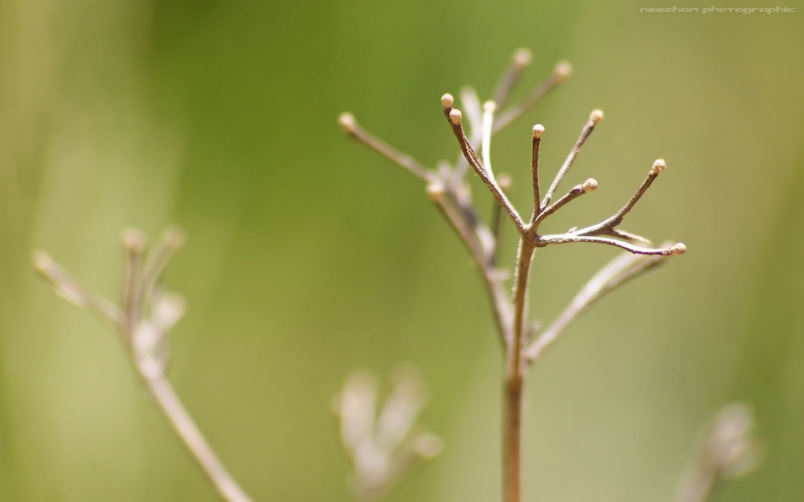 Without leaf and flower Neezhom