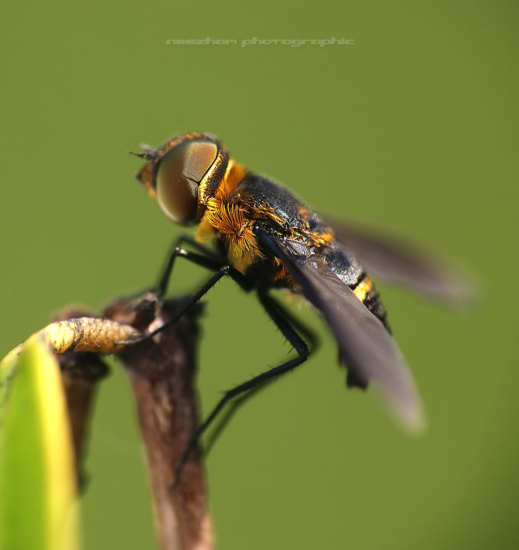 Rhinophoridae. мошка макро фото. черные мушки. муха кутеребра. Black fly.