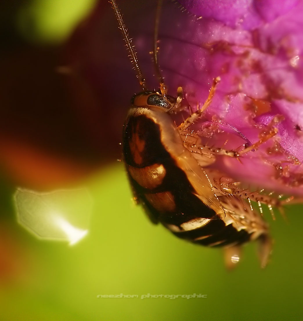 Bush Cockroach is eating Senduduk flower stem Weird and wonderful