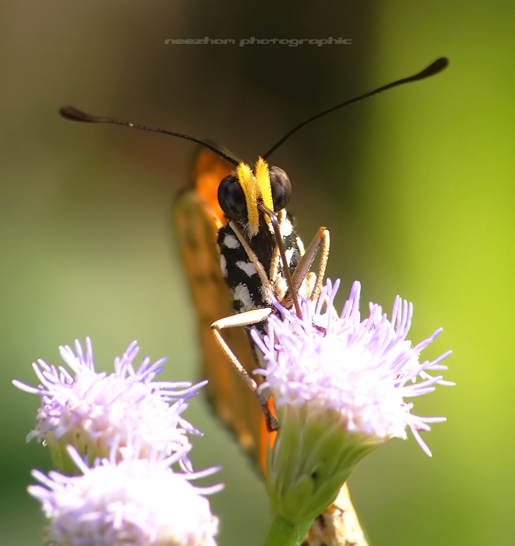 Face To Face With Insects And Arachnida Photo Gallery 2