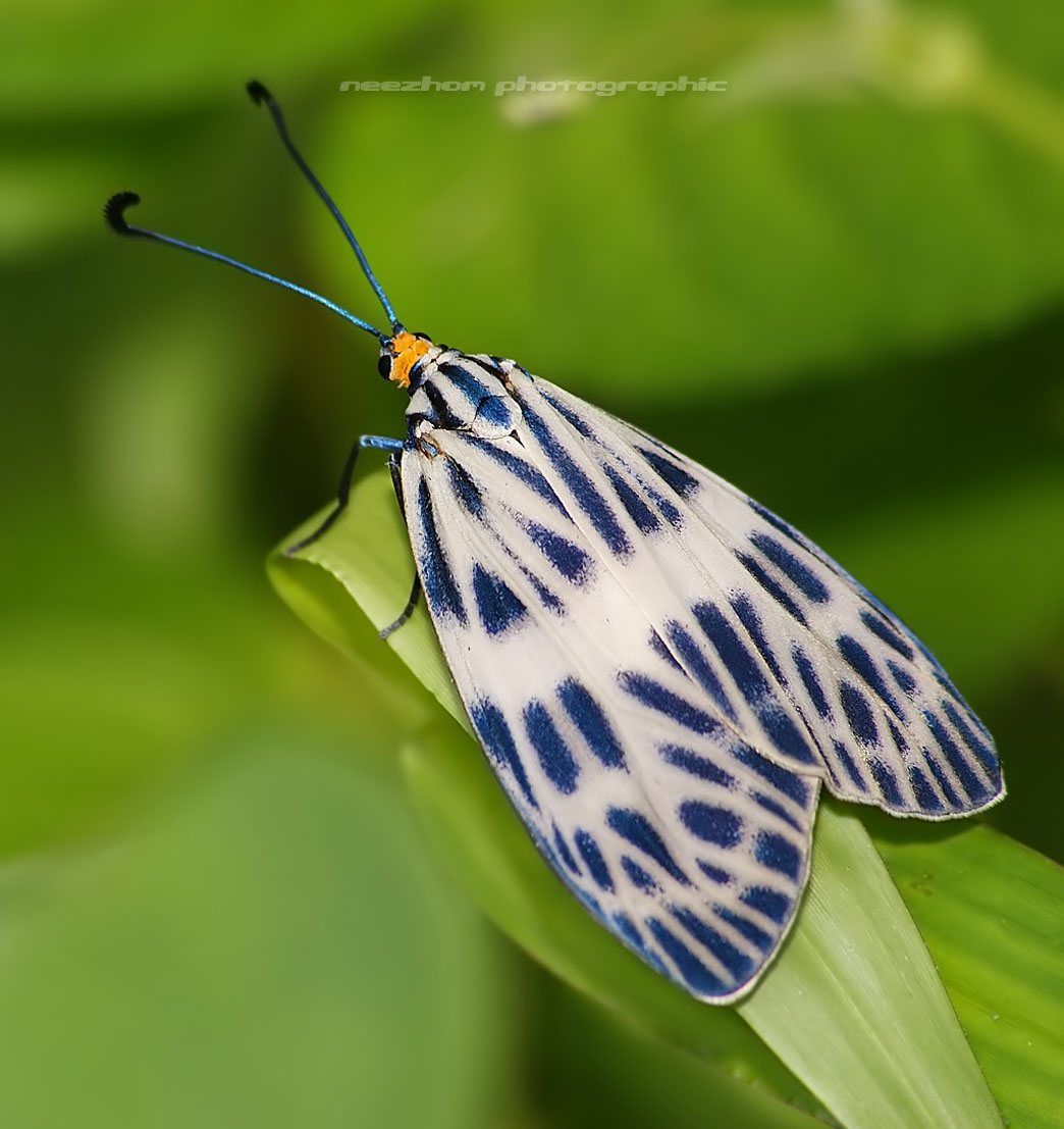 White blue wings Moth ~ Weird and wonderful news library