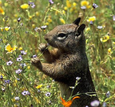 squirrel