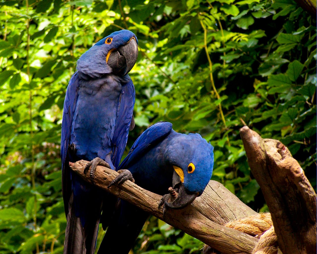 Animal Encyclopedia Macaw For A Pet