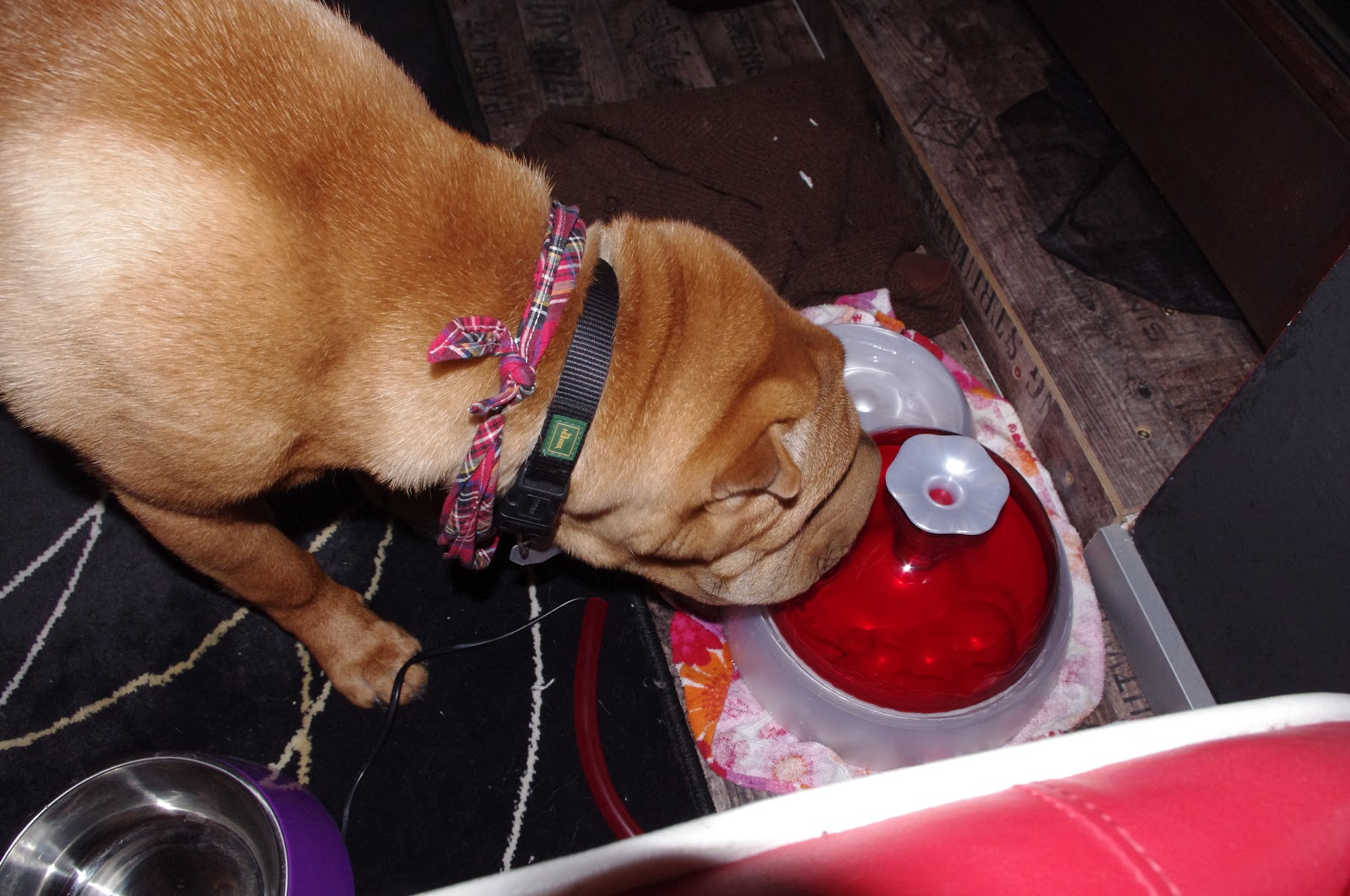 Bibi´s Welten dogit Water Fountain