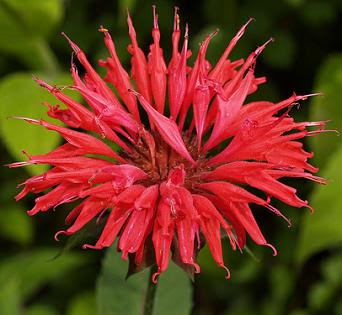 Car And Home Insurance >> Beautiful Flowers: Bergamot Car And Home Insurance >> Beautiful Flowers: Bergamot