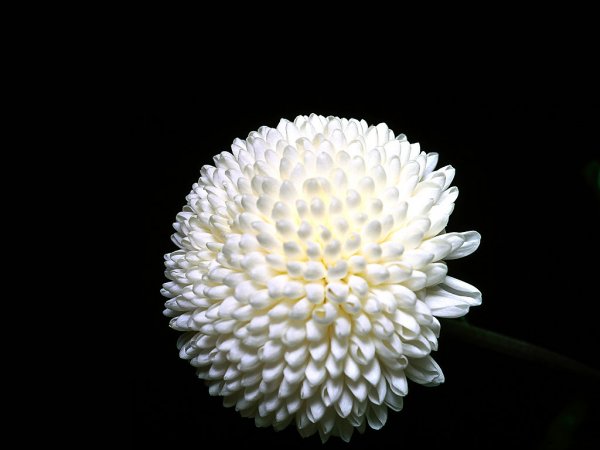 [crisantemo+bianco.jpg]