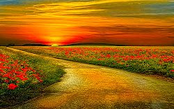 sunset leading path flowers field road background desktop sky wallpapers css nature pretty happy camino