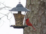 Cardinal