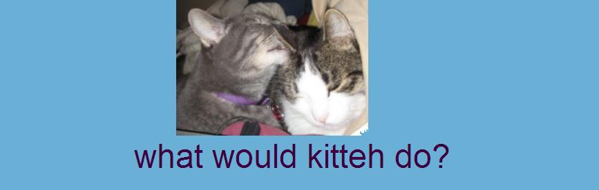 what would kitteh do?