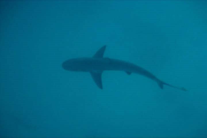[Tubarão+de+Galápagos.jpg]