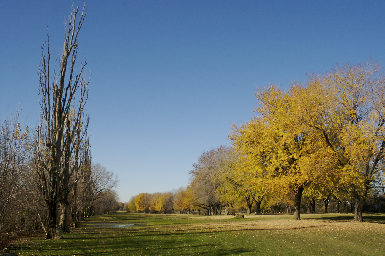 Flora Urbana À Meadowbrook