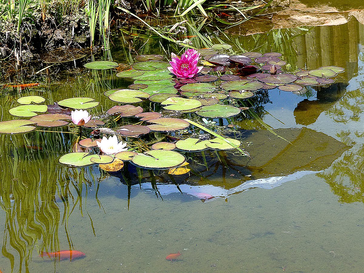 Pond Designs: Natural swimming ponds