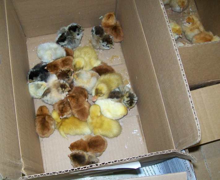 Rensselaer Adventures Chicks in a box