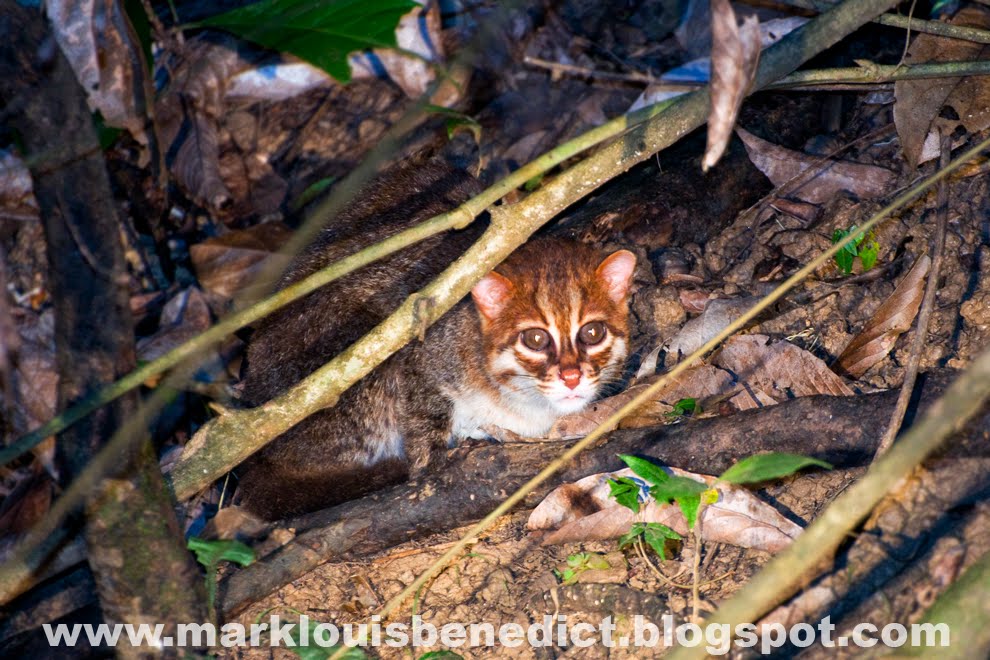 NATURAL WONDERS of BORNEO A Wildlife Photography Blog Flatheaded Cat