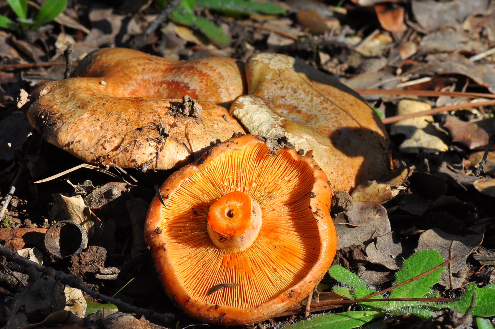 Naturaleza SETAS COMESTIBLES