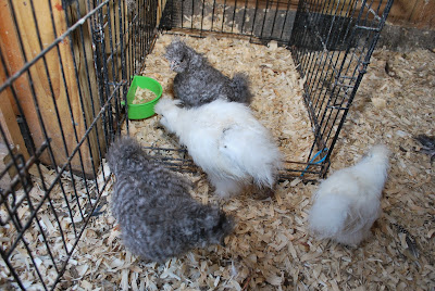 white and cuckoo silkie chicks