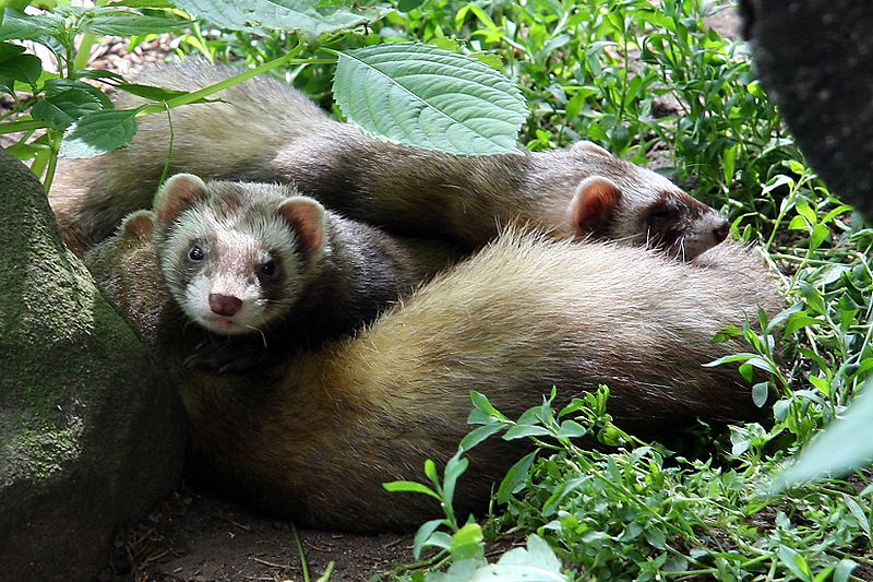 Proper Ferret Care What You Need to Know to Keep Your Ferret Healthy