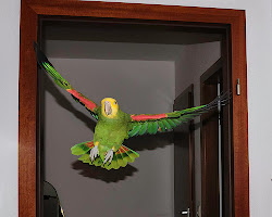 birds flying inside parrot items toxic