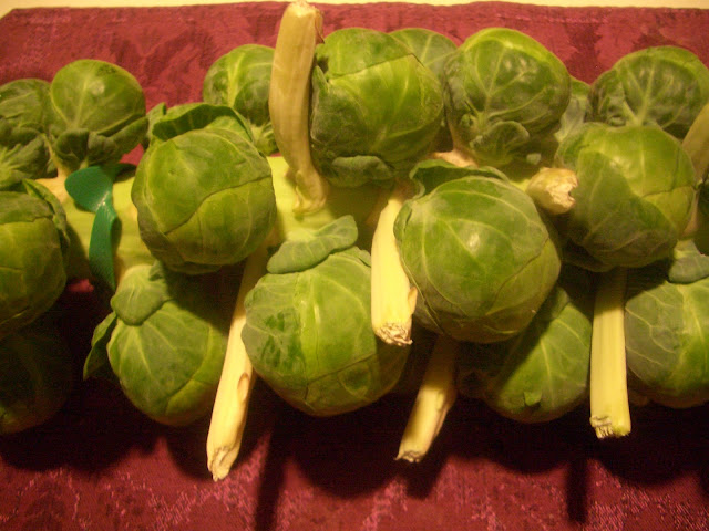Fresh Brussels sprouts on a stalk
