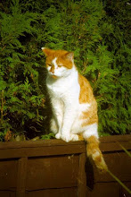Robinpaw