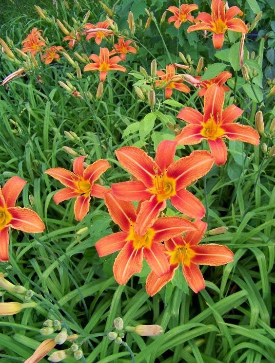 Outside Clyde Ditch Lilies
