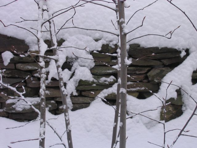 [serviceberry.jpg]