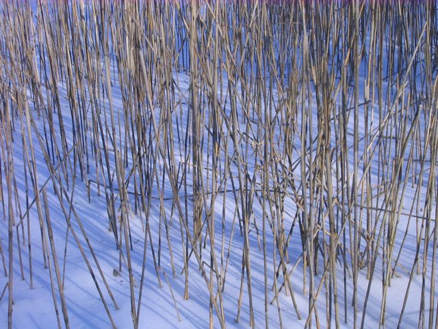 [reeds.jpg]