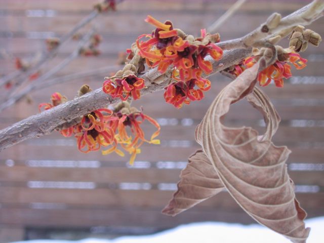 [witch+hazel.jpg]