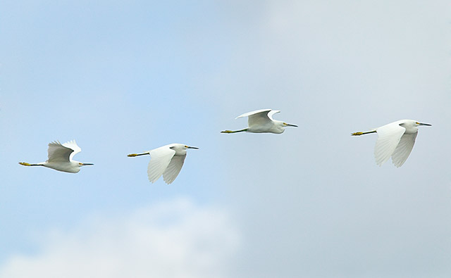 [Snowy-Egrets-Flying_8070.jpg]
