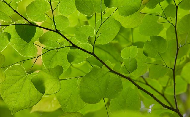 [Redbud-Leaves_138.jpg]