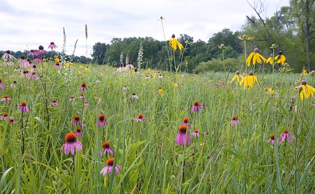 [Prairie-Blooms_12337.jpg]