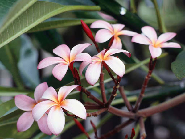 Flores exóticas