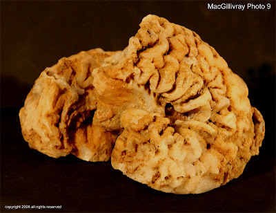fossilized brain