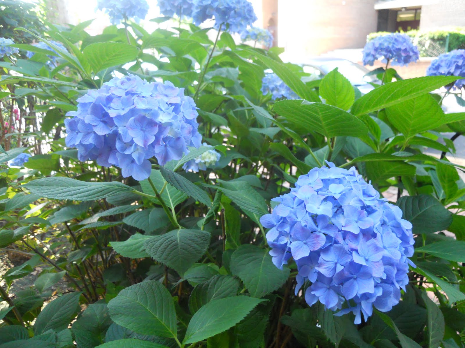 Dr Blon The Most Beautiful Blue Isn T The Color Of Her Flowers What Any Gardener Dreams Are Perfect Shade Blue And Not A Hint Pink Or Purple