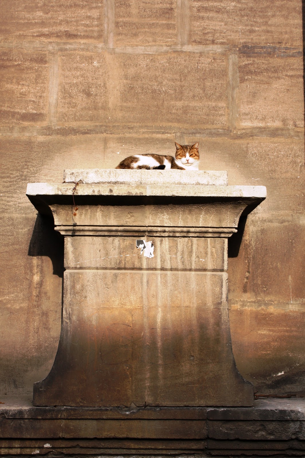 İstanbul Arkeoloji Müzesi Kedileri III İstanbul Gezentisi