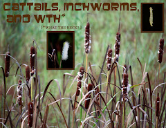 CATTAILS, INCHWORMS, AND WTH?  (what the heck?)