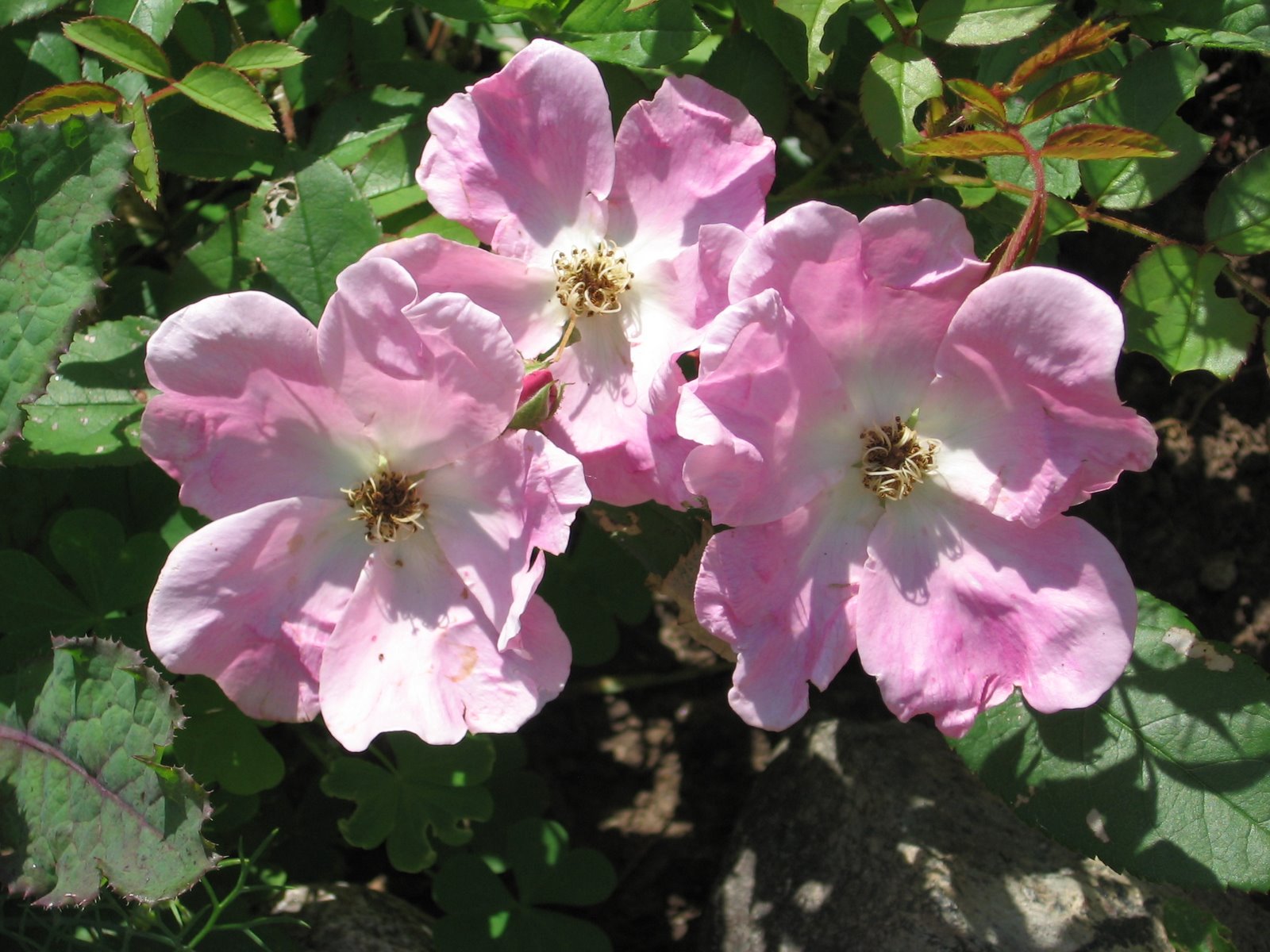 [roses.jpg]