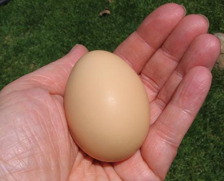 [good+egg+04.jpg]