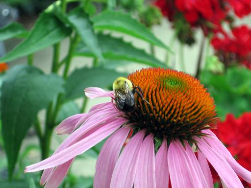 [coneflower+01.JPG]