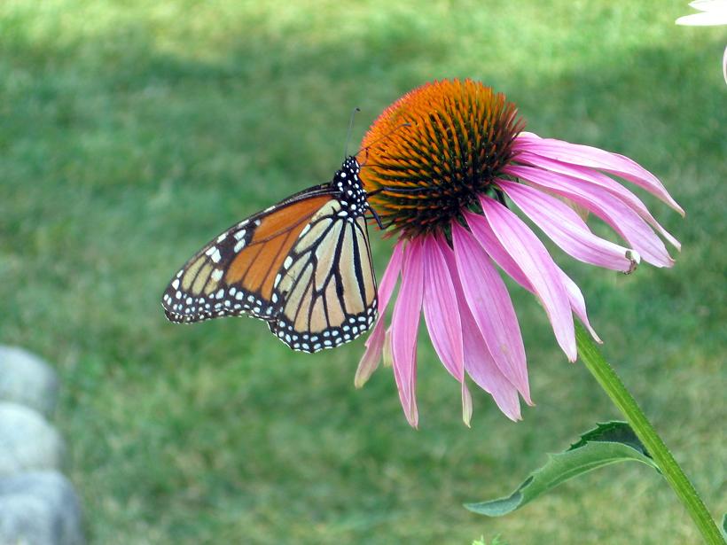 [Monarch+02.JPG]