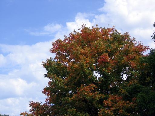[maple.JPG]