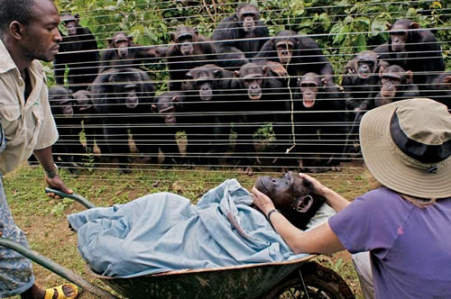 [grieving-chimps.jpg]