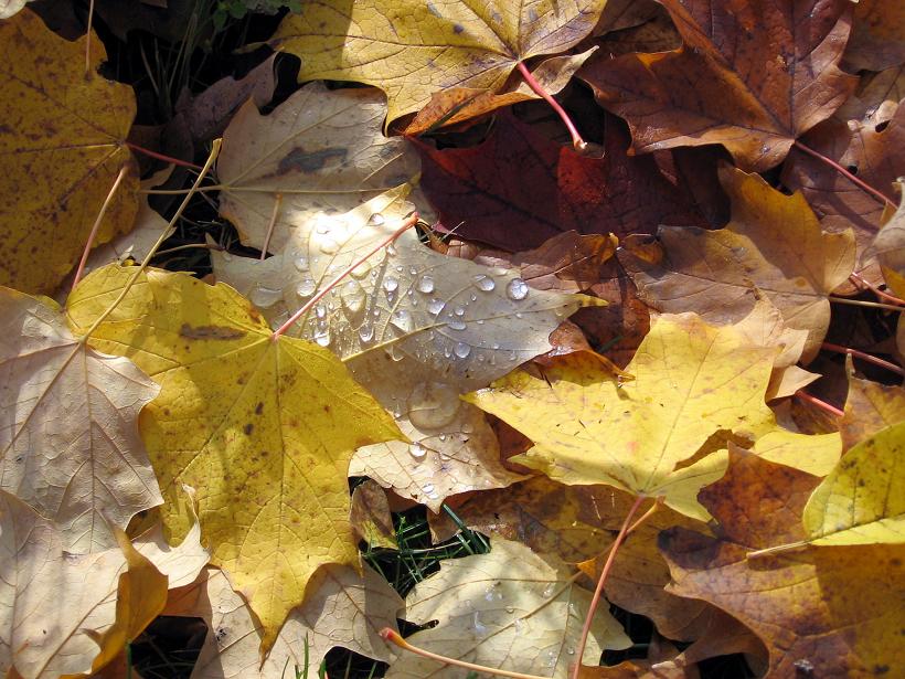 [leaves+01.JPG]