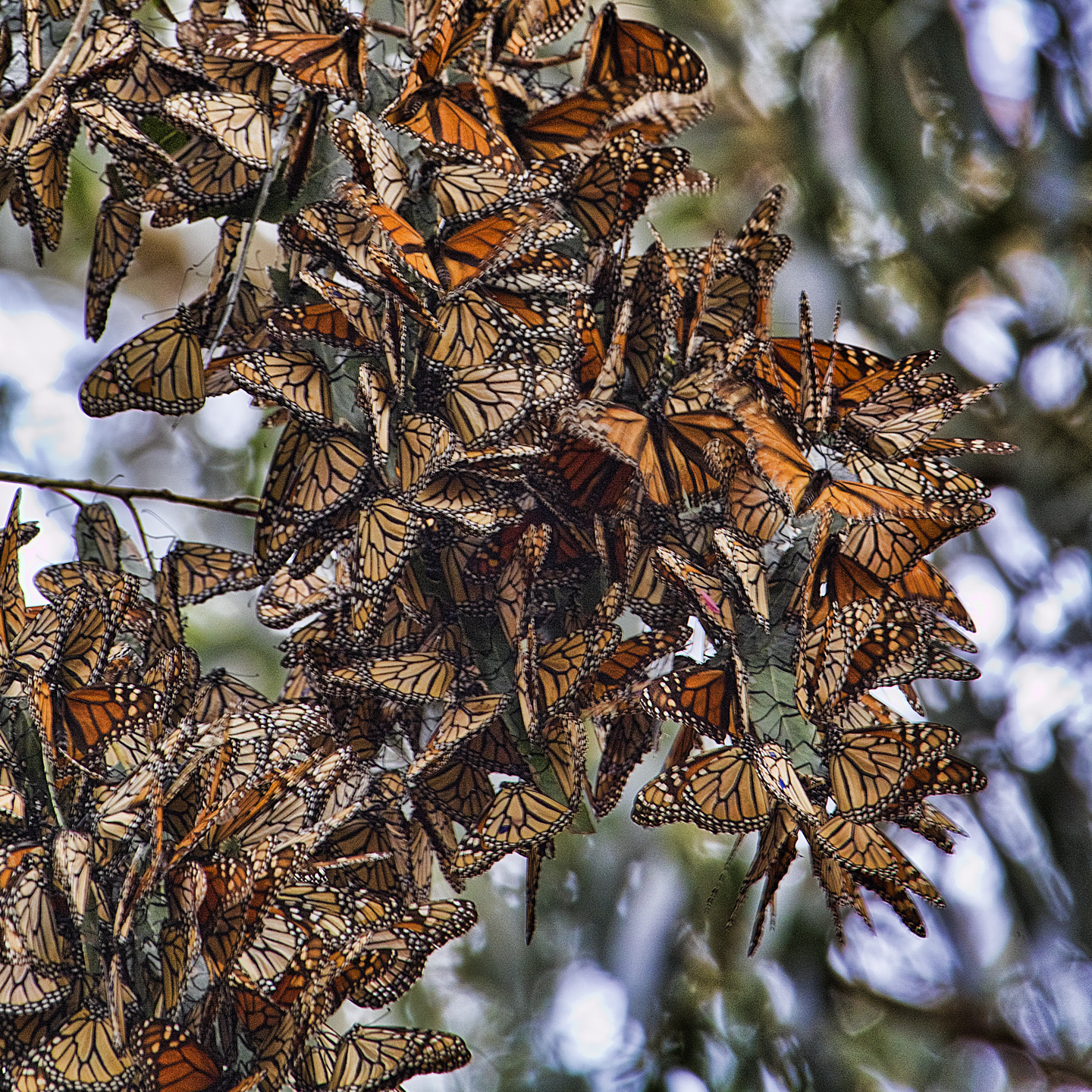 John's Spare Time Monarch Butterflies at Pismo Beach