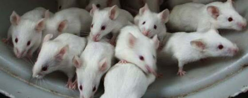 Ratas de laboratorio